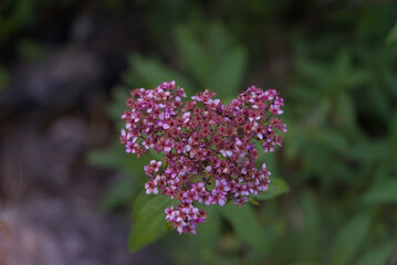 A vibrant cluster of tiny pink and purple blossoms creates a delicate and captivating display,...