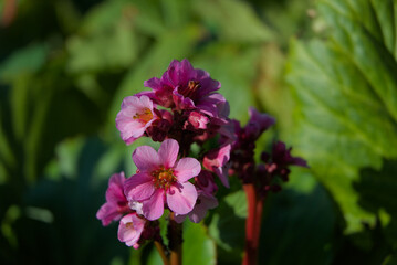 Obraz premium Delicate pink blossoms emerge from shadow into sunlight, capturing a serene mood of natural beauty and gentle warmth. Perfect for garden, floral, and spring themes.