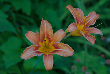 Two vibrant orange daylilies burst with color against a lush green background, radiating a lively and natural mood. Perfect for garden, floral, and summer themes.