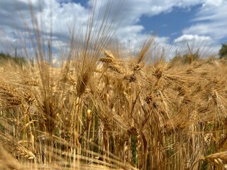 field of wheat