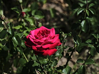 Brindabella rose