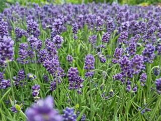 lavender field in provence