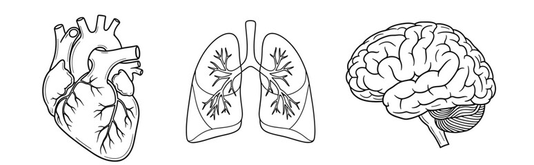 Vector anatomical illustration showing heart lungs and brain with detailed line work and clear outlines depicted well