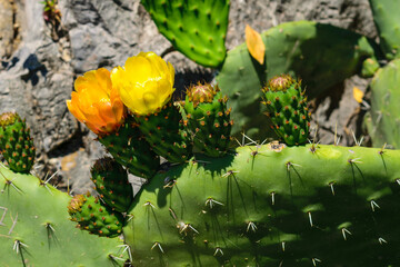 Close-up of vibrant blooming cactus flowers
