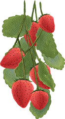 watercolor fresh red strawberry fruits illustration