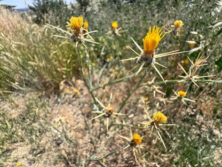 Close-up of Centaurea solstitialis, also known as yellow star-thistle, with sharp spines and bright yellow flowers growing in a dry, wild field environment.
