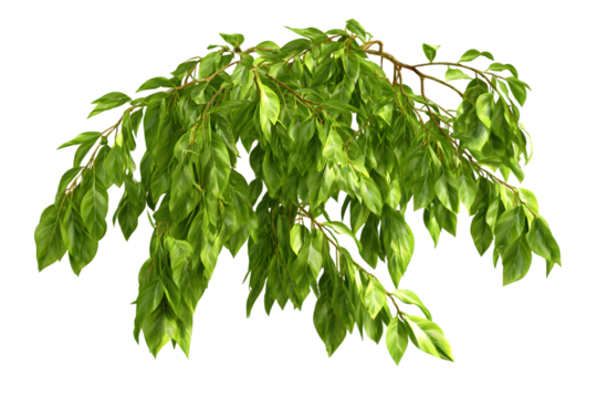 Vibrant green leaf branch isolated on perfect for spring summer designs on transparent background