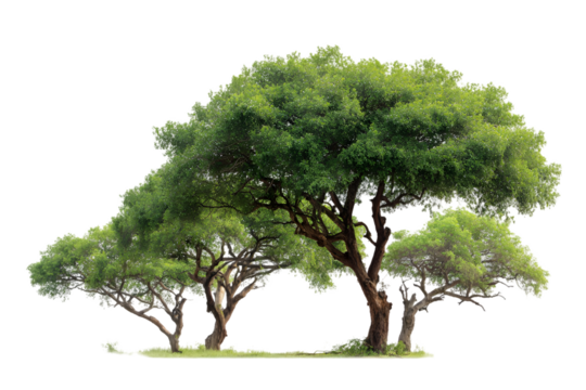 Lush green trees isolated on perfect for nature compositions and designs on transparent background