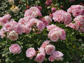Blooming roses in Rosengarten Volksgarten in Vienna. Pink elite Floribunda Rosa Damascena flowers