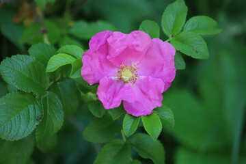 Fototapeta premium Japanese rose, rosa rugosa in the garden.
