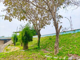 Riverside jogging path with lush trees and green grass under a clear sky.