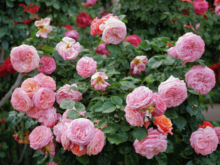 Blooming roses in Rosengarten Volksgarten in Vienna. Varietal elite Floribunda Rosa Damascena...