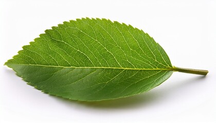 Obraz premium gentle green branch isolated on a white background