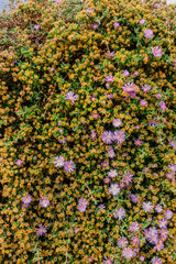 Pink Delosperma cooperi blossoms flower in garden