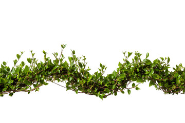 Vibrant green lush foliage branch isolated on twig vine plant fresh leafy on transparent background