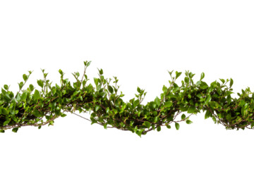 Vibrant green lush foliage branch isolated on twig vine plant fresh leafy on transparent background