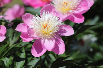 Fototapeta premium Pink peonies flower bloom in garden. Close up.