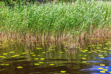 Green reeds swaying in wind near shallow lake water with lily pads floating on calm surface. Sweden.