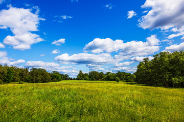 Summer meadow with tall green grass and trees under blue sky with white clouds. Sweden.
