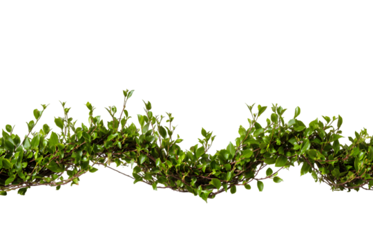 Vibrant green lush foliage branch isolated on twig vine plant fresh leafy on transparent background - Powered by Adobe