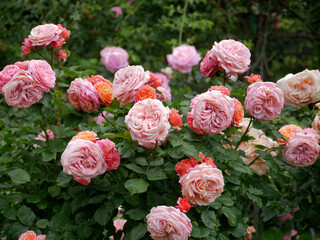 Blooming roses in Rosengarten Volksgarten in Vienna. Varietal elite Floribunda Rosa Damascena flowers