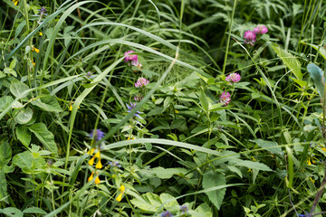 Clover Blossoms in Lush Meadow
