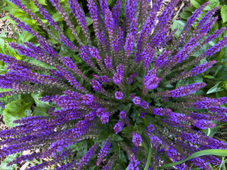 Top view of a blooming purple salvia plant in a garden. Vivid lavender-colored flower spikes radiating in a circular pattern. Perfect for nature and gardening concepts.