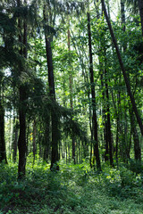 A beautiful Lush Green Forest filled with Tall Trees, Dense Underbrush, and Vibrant Life