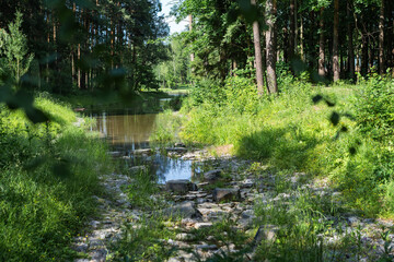 Obraz premium A Serene Forest Stream is Beautifully Surrounded by Lush Greenery and Natures Beauty