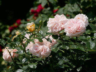 Blooming roses in Rosengarten Volksgarten in Vienna. Varietal elite Floribunda Rosa Damascena flowers