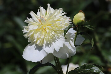 White peonies flower bloom in garden. Close up.