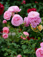 Blooming roses in Rosengarten Volksgarten in Vienna. Varietal elite Floribunda Rosa Damascena flowers
