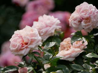 Blooming roses in Rosengarten Volksgarten in Vienna. Varietal elite Floribunda Rosa Damascena...