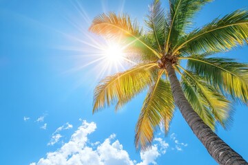 Tropical palm tree reaching toward bright blue sky and warm sunlight, Tropical palm tree against bright blue sky with sunlight