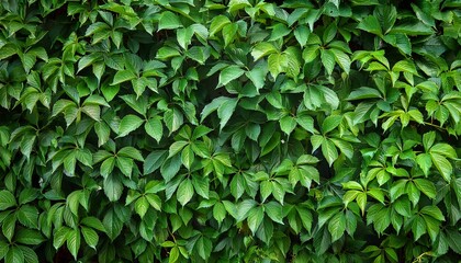 wall thickly covered with green leaves of victoria creeper parthenocissus quinquefolia five leaved ivy virginia creeper five finger summer organic nature background or texture