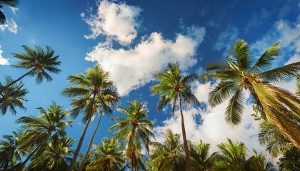 palm trees reaching for a cloud kissed sky