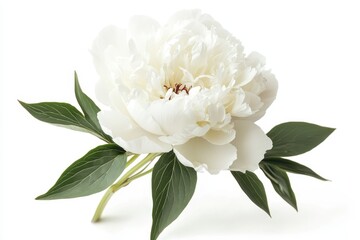 Closeup of white peony flower with green leaves showcasing delicate petals and natural beauty, Closeup on white peony flower