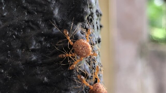 Red ants work together to carry food up a wall, showing teamwork and determination. Their tiny bodies move in sync, highlighting nature&rsquo;s discipline and cooperation.