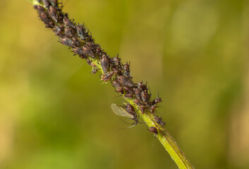 Macro close-up of aphid infestation on plant stem with green background. Harmful garden and agricultural pest insects