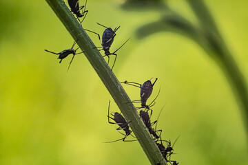Macro close-up of aphid infestation on plant stem with green background. Harmful garden and...