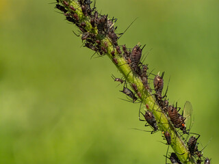 Macro close-up of aphid infestation on plant stem with green background. Harmful garden and agricultural pest insects