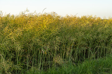 Maturing rapeseed pods on plants in summer agricultural field. Rural landscape with biofuel crop under clear blue sky