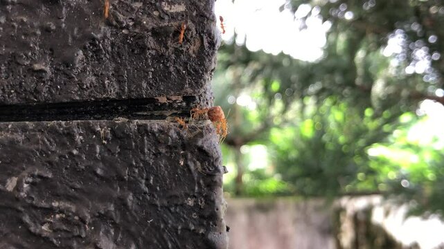 Red ants work together to carry food up a wall, showing teamwork and determination. Their tiny bodies move in sync, highlighting nature&rsquo;s discipline and cooperation.