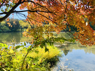 Colorful autumn foliage overhanging a tranquil lake. The vibrant orange and yellow leaves frame the reflection on the calm water, evoking a peaceful seasonal atmosphere in a botanical garden setting.