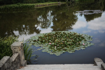 Pond with water lilly in the park
