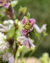 bee on pink flower