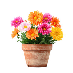 Vibrant Potted Daisy Flowers Blooming in Terracotta Pot A Colorful Springtime Bouquet