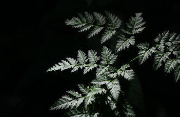 Close-up of green leaves gently peeking out from the dark background. The leaves glow softly.