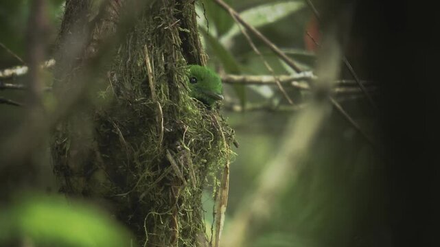 Whitehead's broadbill - Calyptomena whiteheadi bird in Calyptomenidae endemic to the mountain ranges of north-central Borneo, green and black bird nesting in the hanging nests in the forest.