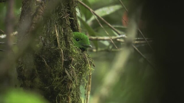 Whitehead's broadbill - Calyptomena whiteheadi bird in Calyptomenidae endemic to the mountain ranges of north-central Borneo, green and black bird nesting in the hanging nests in the forest.